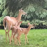 Appartement Luna's Mountain House - *