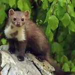 Luna's Mountain House - Appartement Zgornje Jezersko